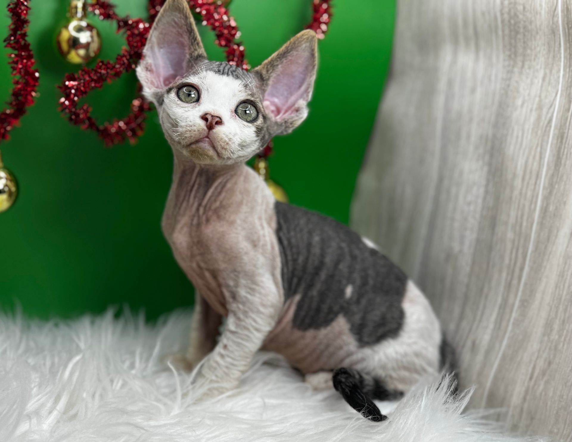 H5 Red - Tabby/White Bundle of Joy Boy