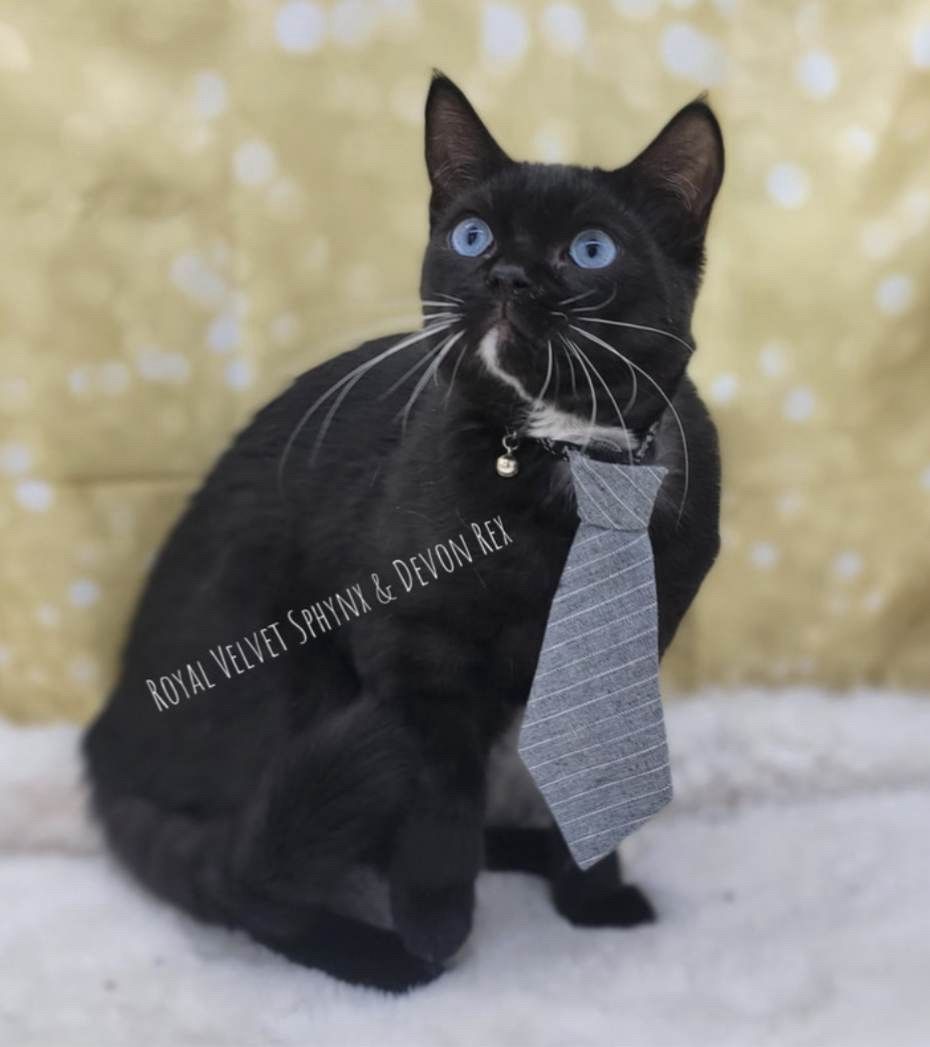 A black cat with blue eyes is wearing a tie