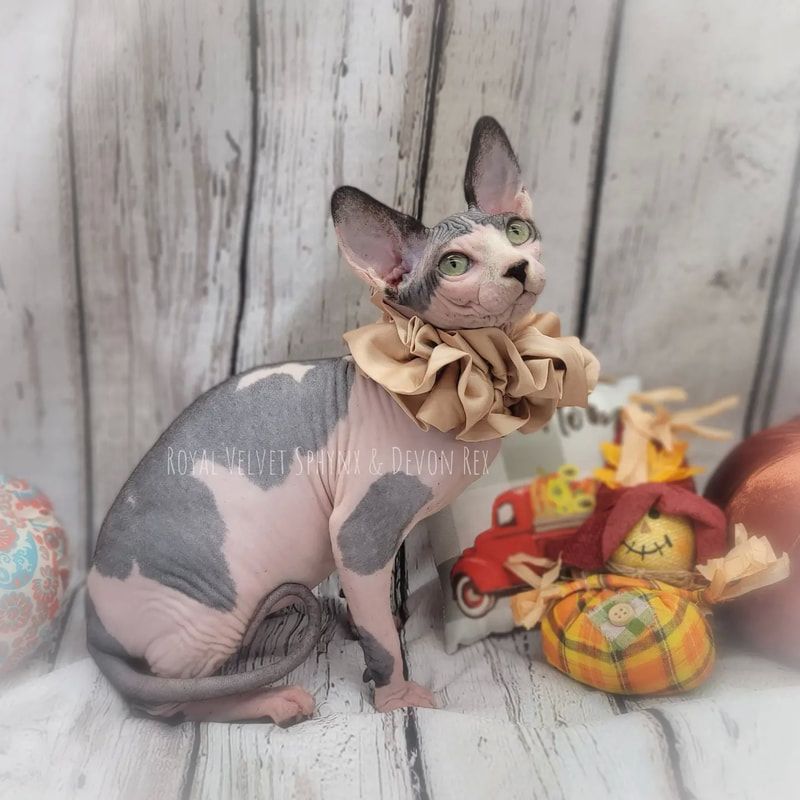 A hairless cat wearing a ruffled collar is sitting on a wooden floor.
