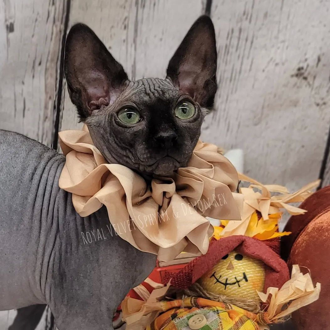 A hairless cat wearing a scarf around its neck