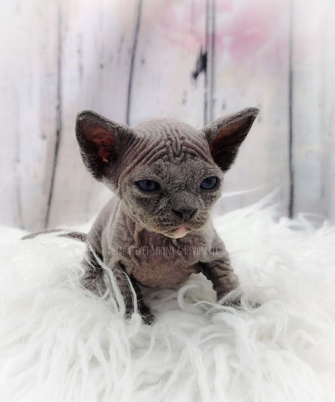 A hairless kitten is sitting on a white blanket.