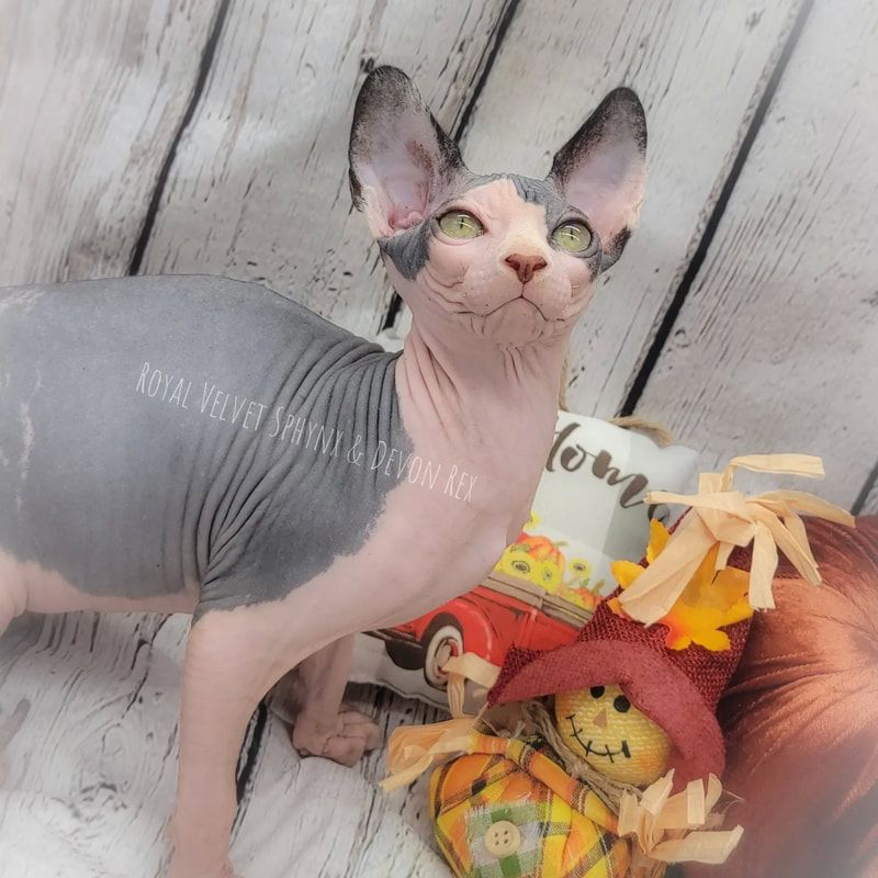A hairless cat is standing next to a scarecrow on a wooden table
