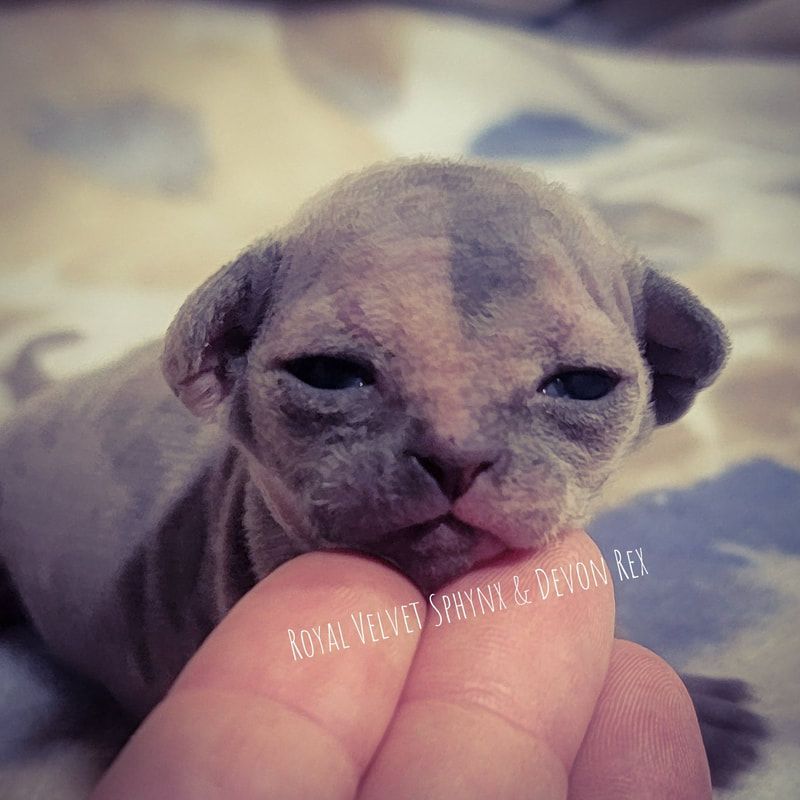 A person is holding a small gray cat in their hands