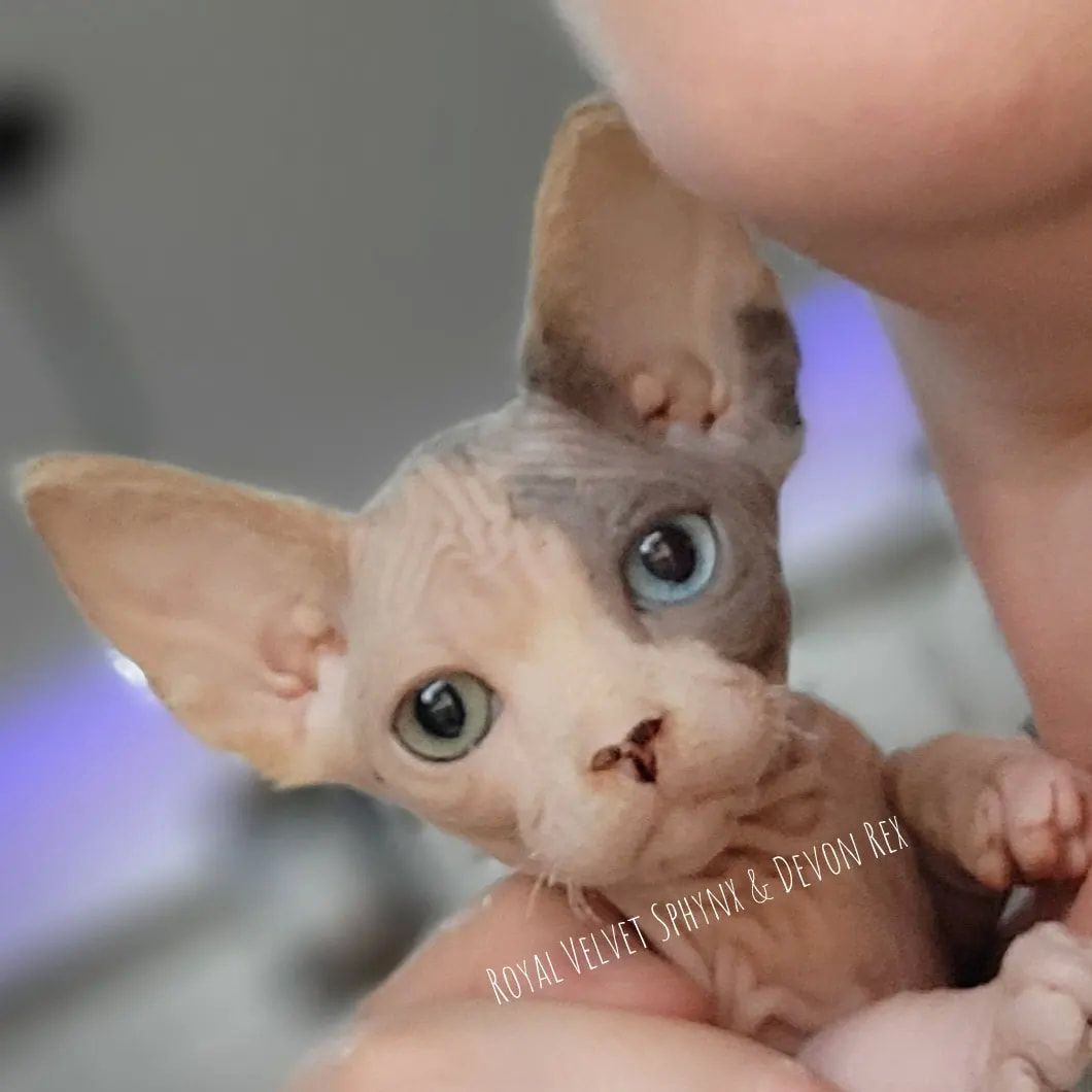 A hairless kitten is being held by a person with royal velvet written on the bottom