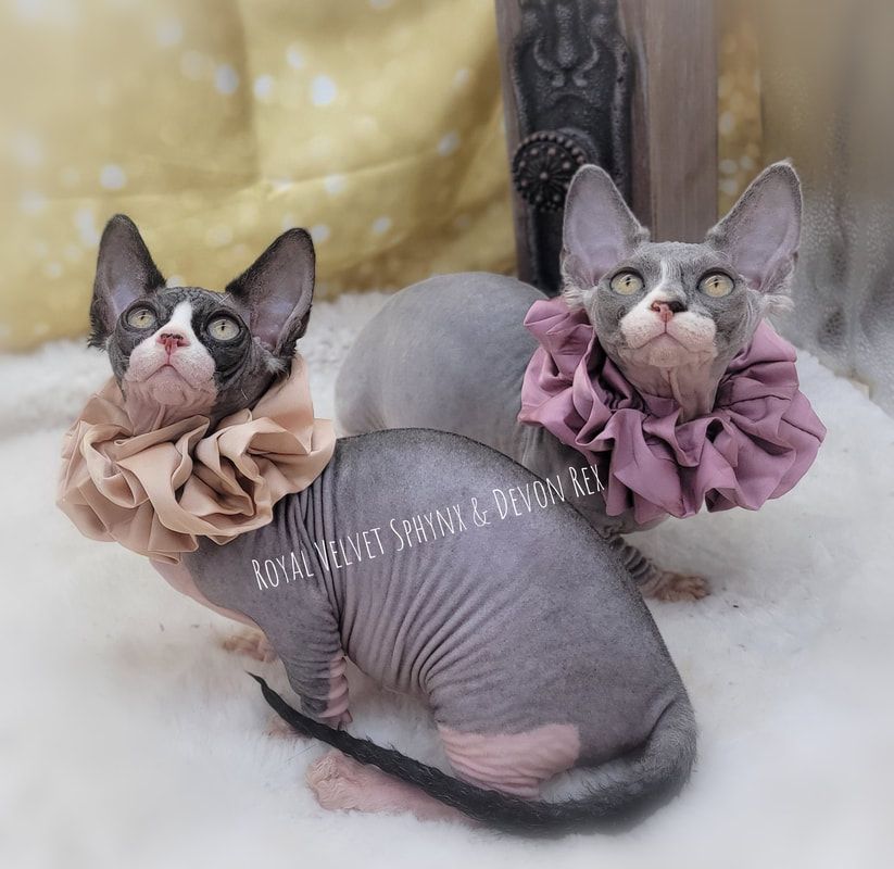 Two hairless cats wearing ruffled collars are sitting next to each other.