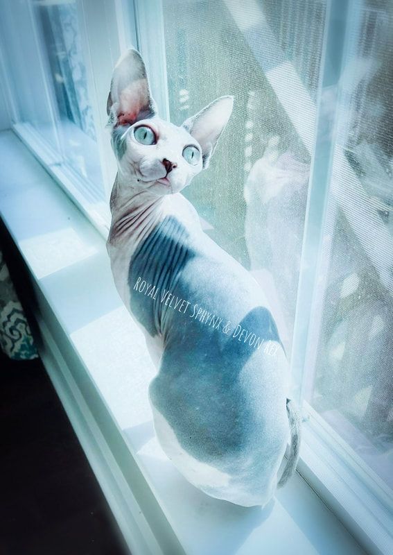 A hairless cat is sitting on a window sill looking out the window.
