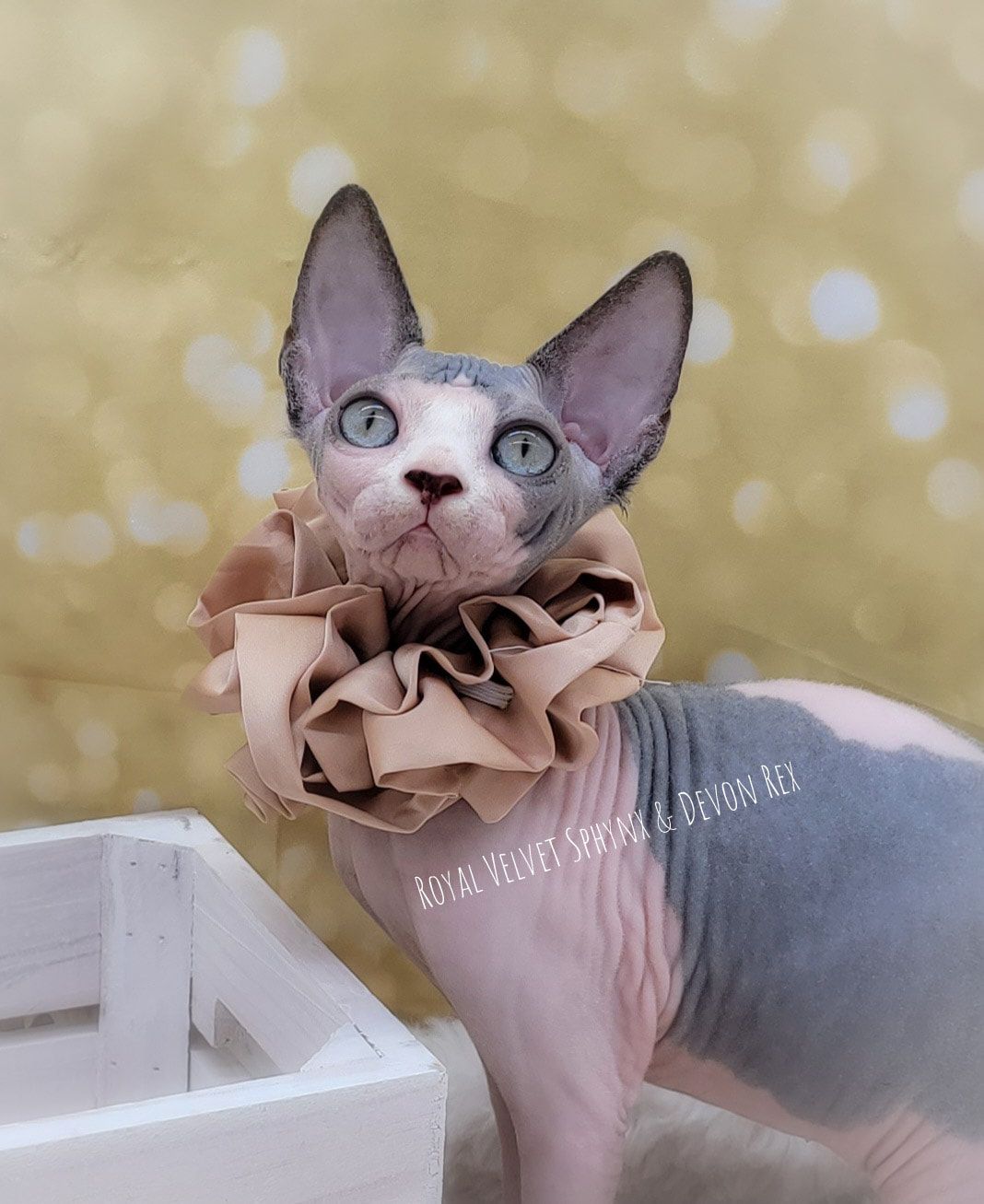 A hairless cat wearing a ruffled collar is standing next to a wooden box.