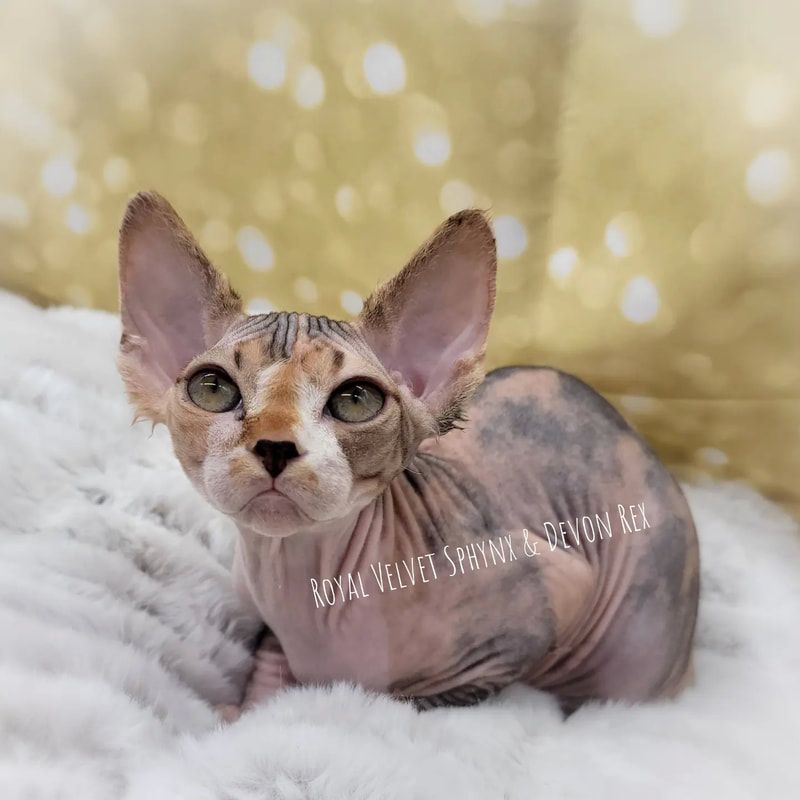 A hairless cat is laying on a white blanket and looking at the camera.