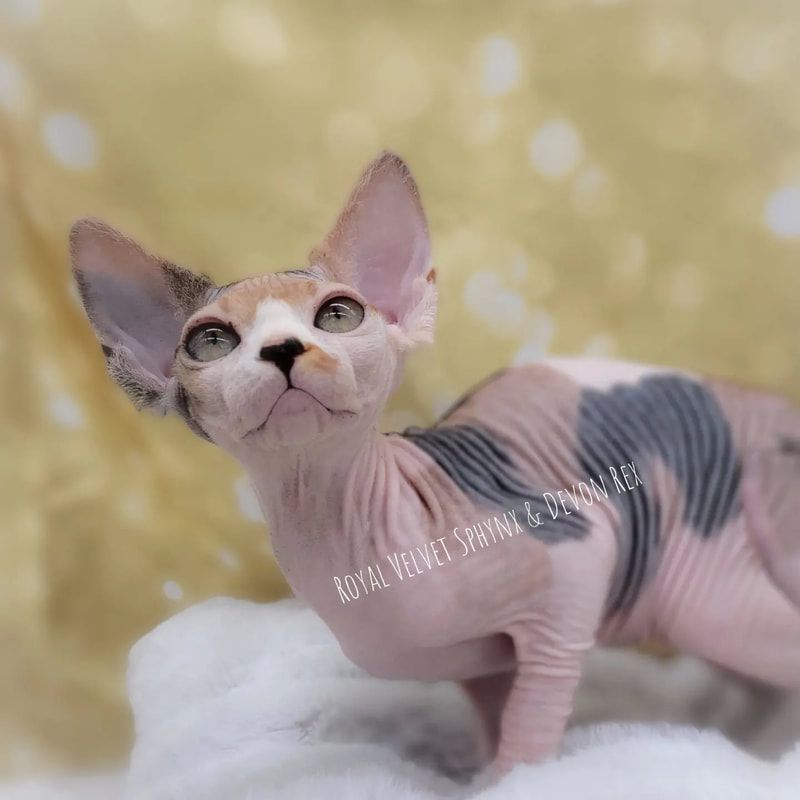 A hairless kitten is standing on a pile of snow