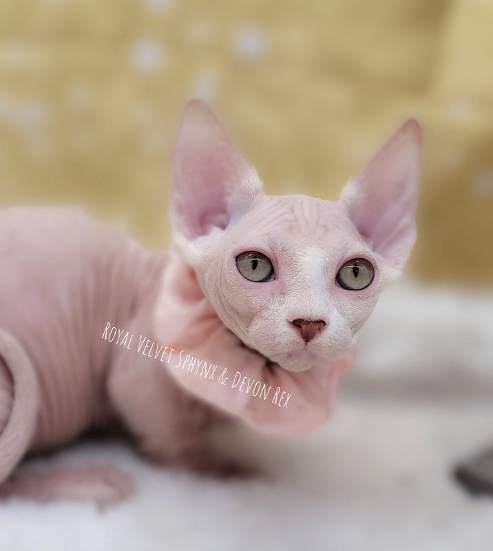 A hairless cat is wearing a pink collar and looking at the camera.