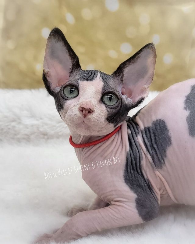 A black and white hairless cat with green eyes is laying on a blanket.