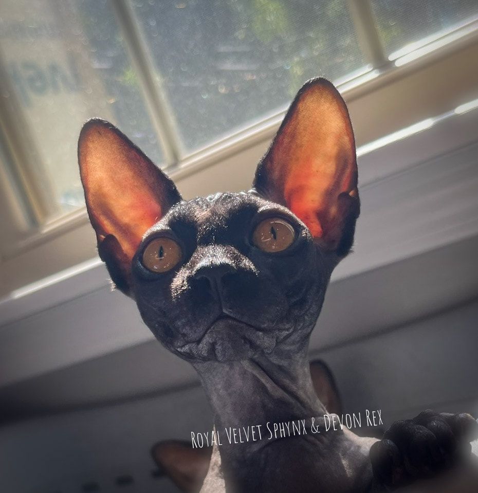 A close up of a cat with the words royal velvet written on the bottom