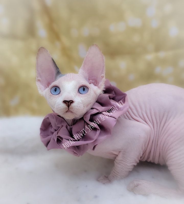 A hairless cat wearing a purple ruffled collar