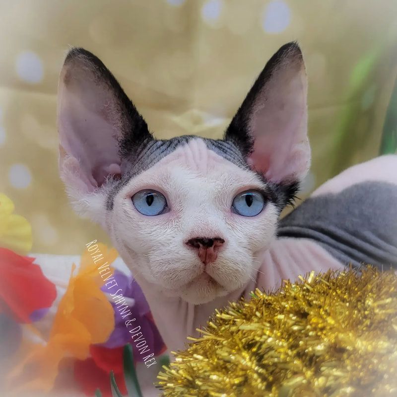 A hairless cat with blue eyes is looking at the camera