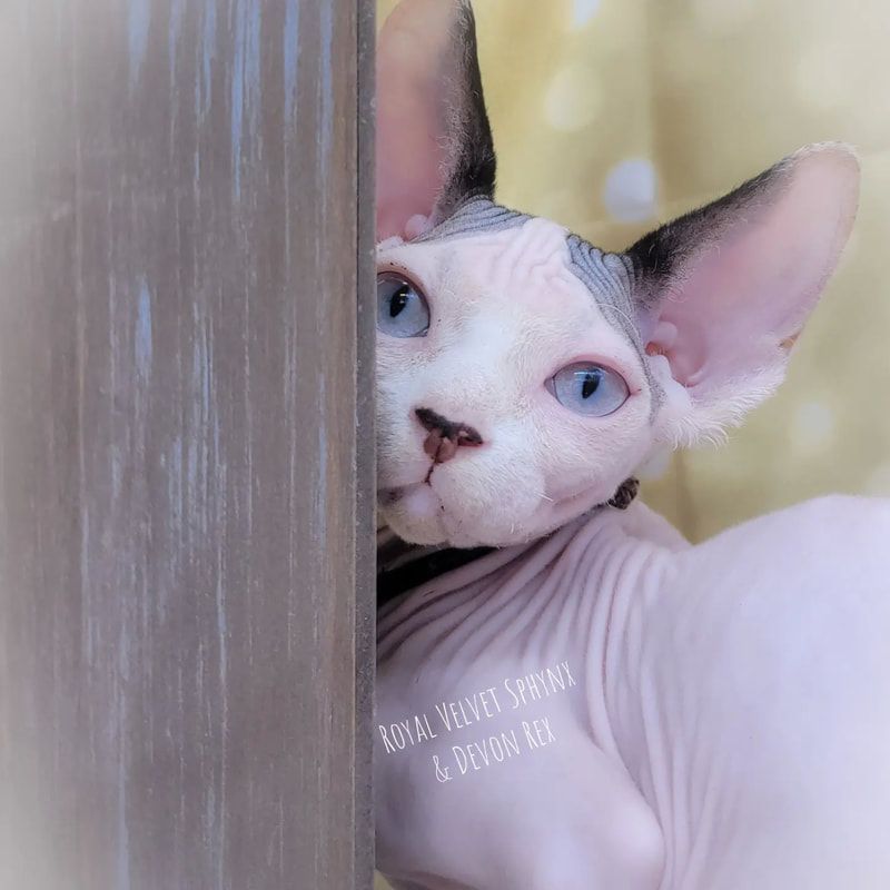A hairless cat peeking out from behind a wooden post