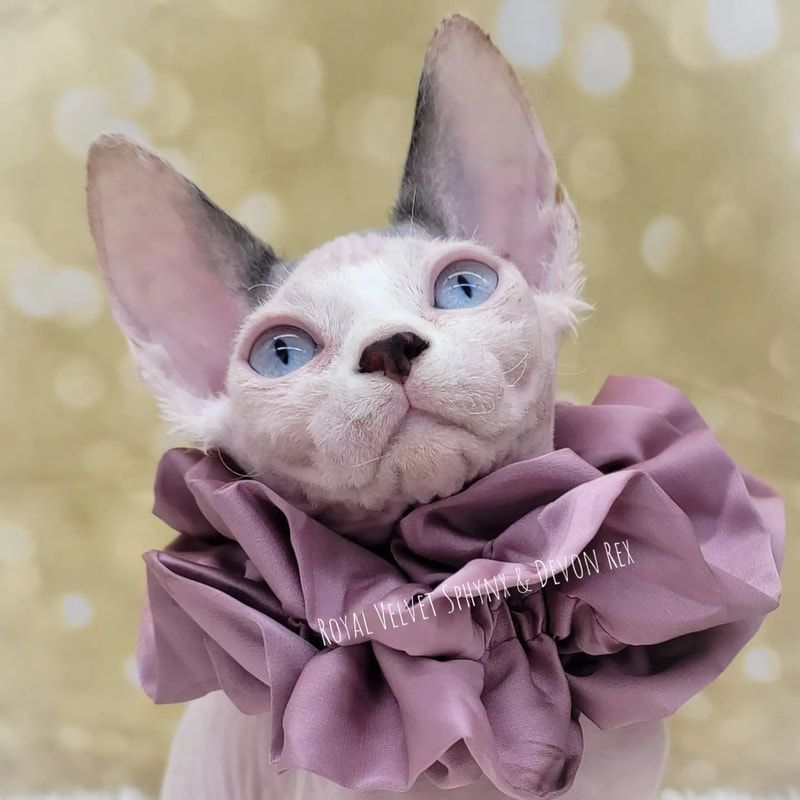 A hairless cat wearing a purple ruffled collar