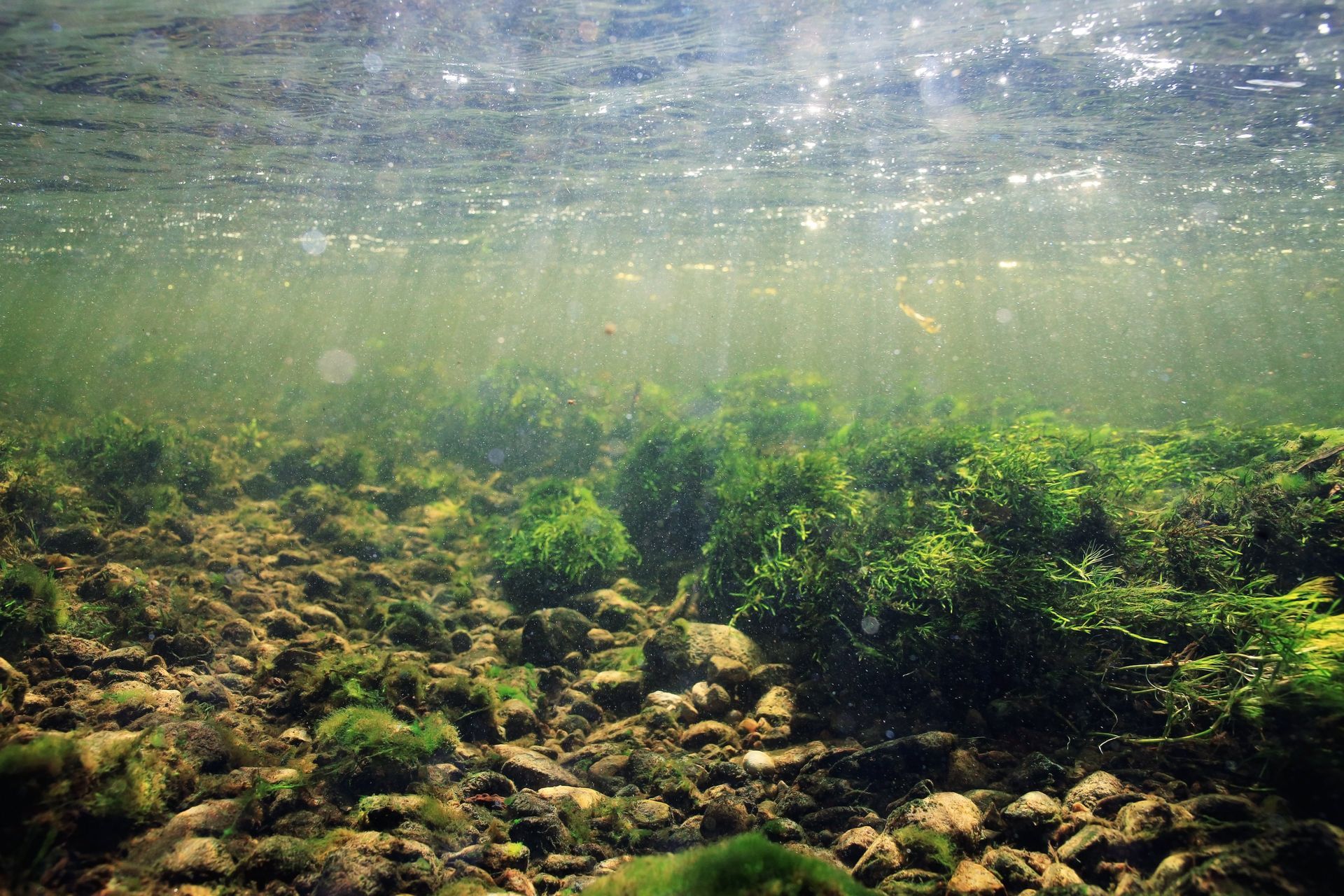 Vandens kokybės nustatymas bei palaikymas