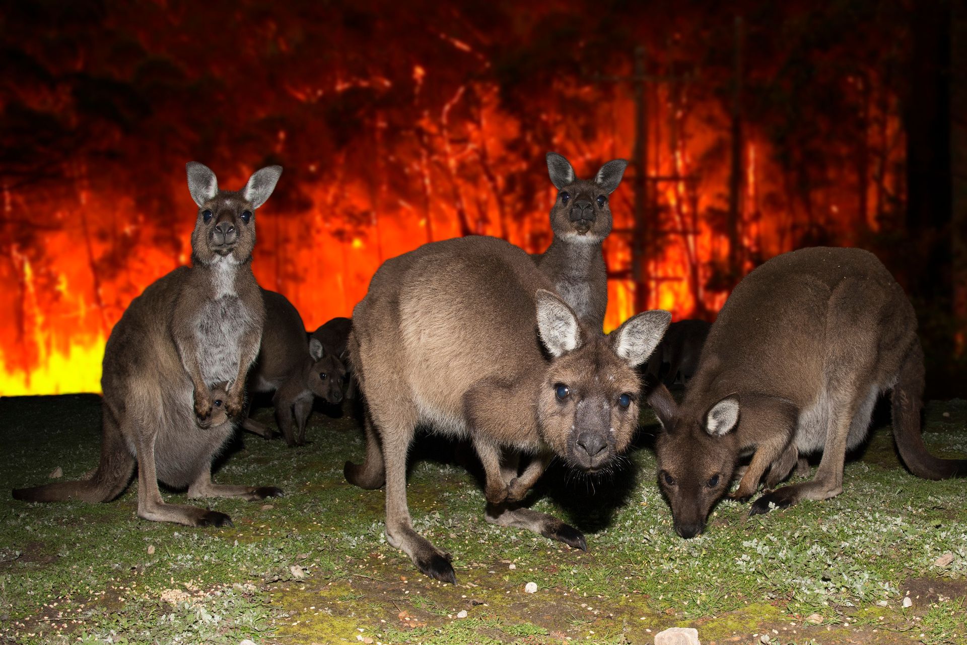 A small family of kangaroos flee a raging Australian bushfire.