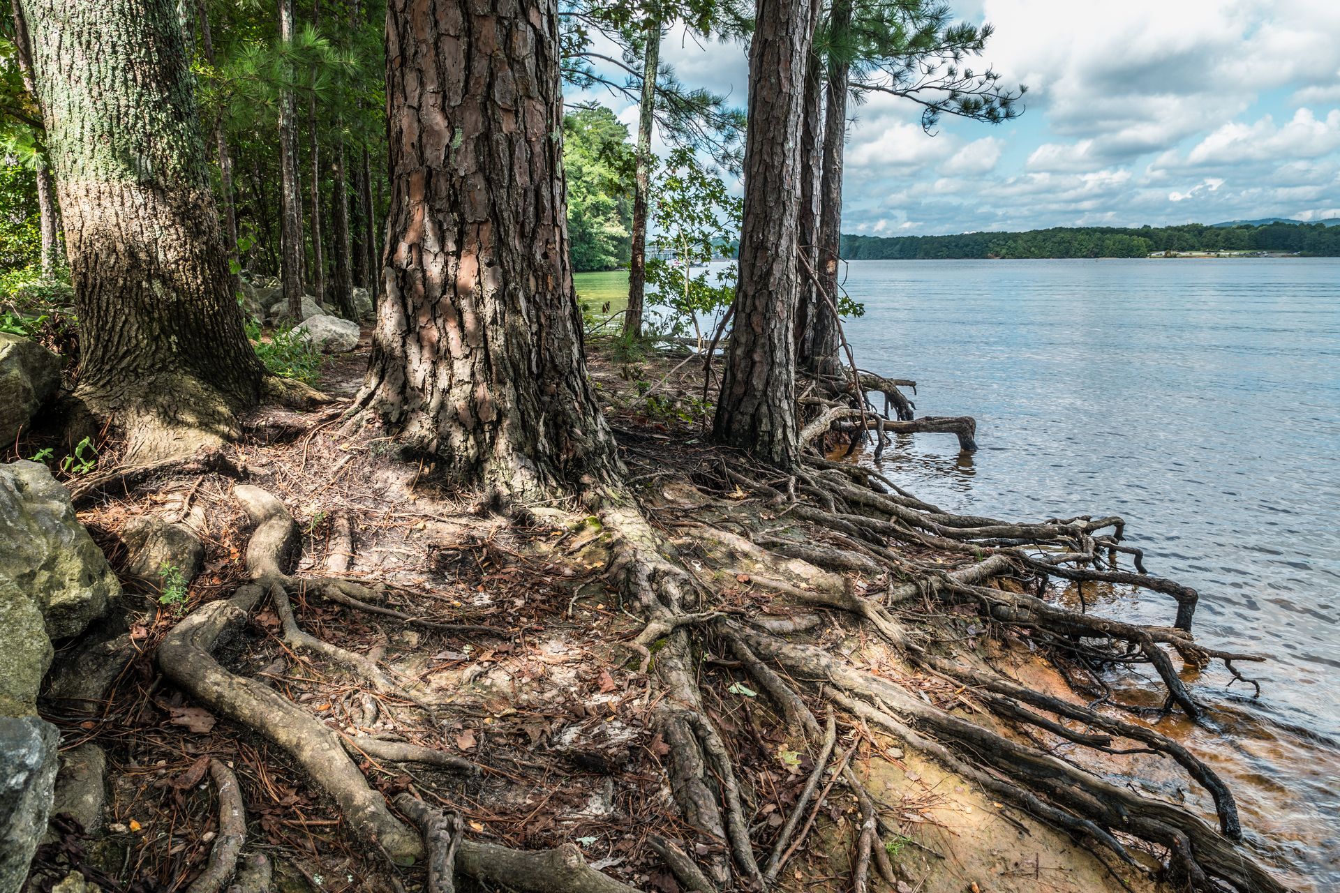 Shoreline erosion in a lake exposes the roots of trees clutching to the embankment.