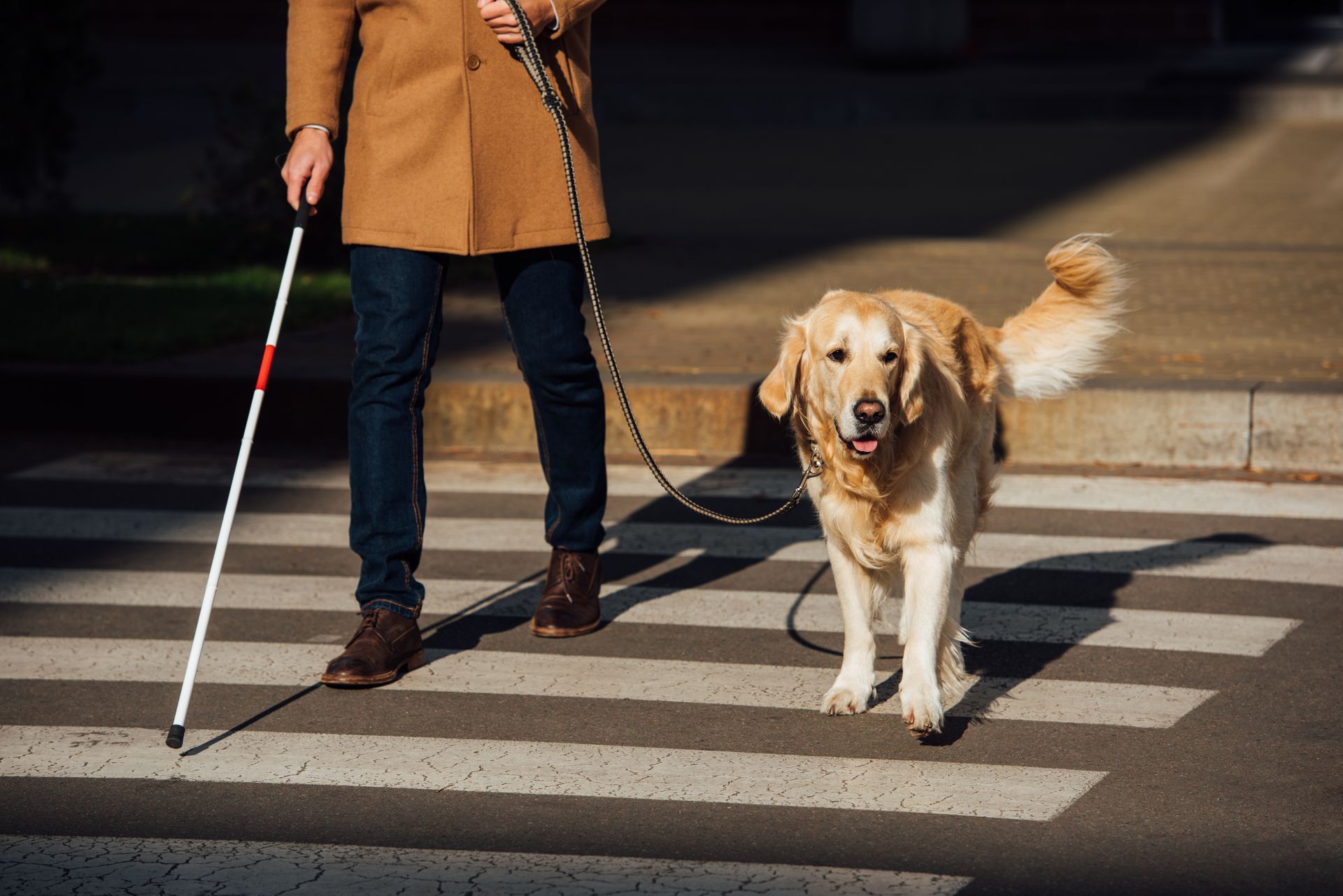 (Guide Dog vs Traffic Light) A guide dog walks beside their human as they cross a road, tail wagging.