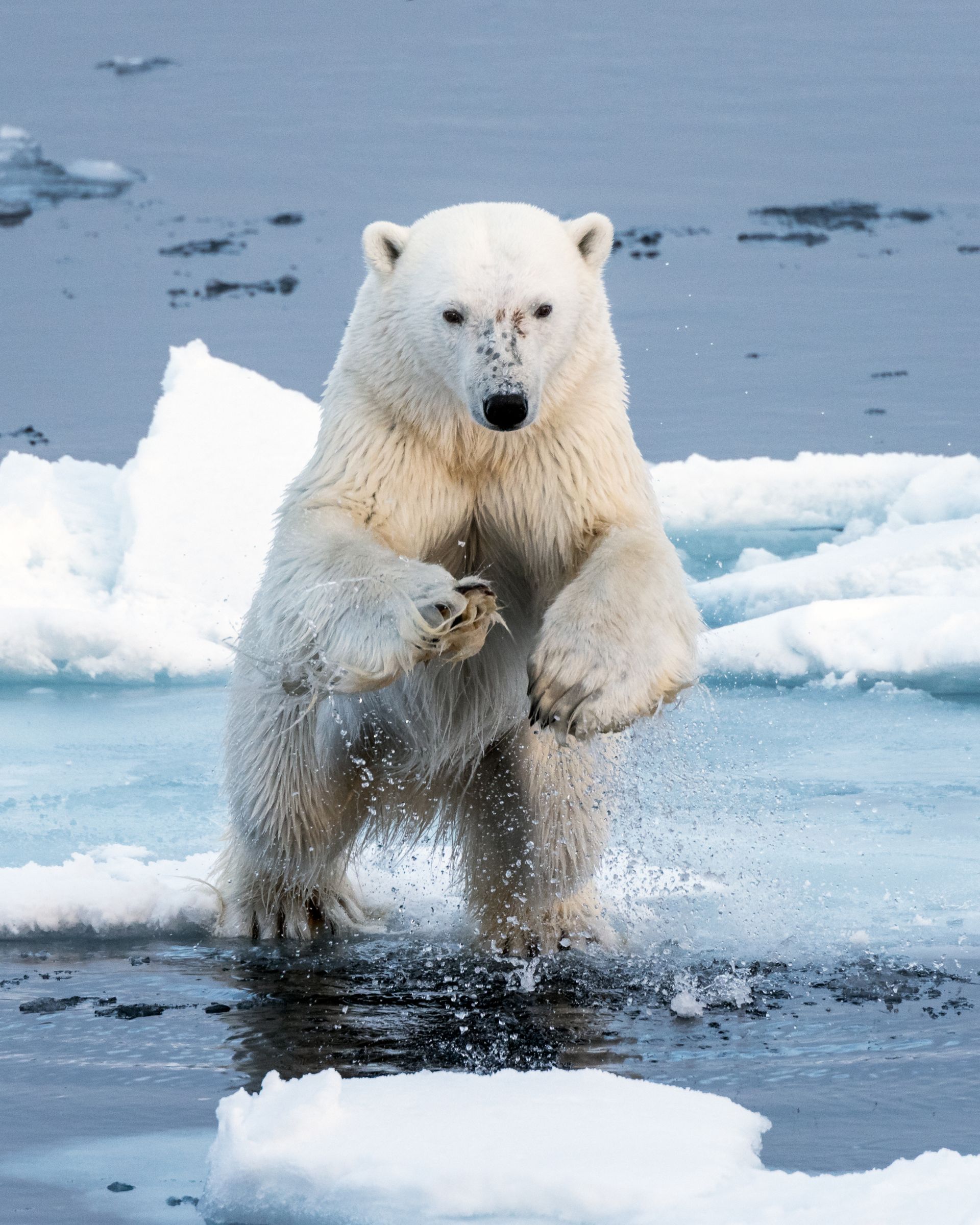 A polar bear leaps over a gap in the ice, aiming for a small natural platform in a scattered field of glacial remnants.