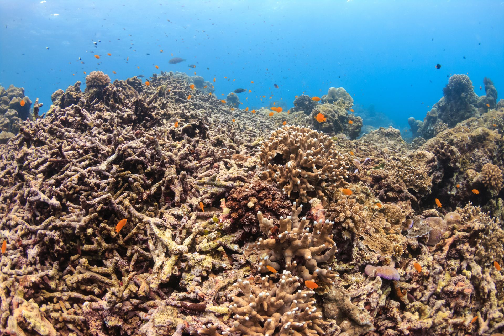 A large area of bleached, dead coral on a tropical reef in the Andaman Sea (Thailand).