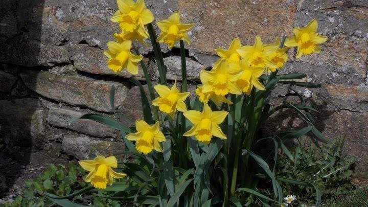 A symbol of creativity, energy, resilience, forgiveness and vitality. It's the last flower to bloom at the end of Winter, making it the flower of rebirth and new beginnings.