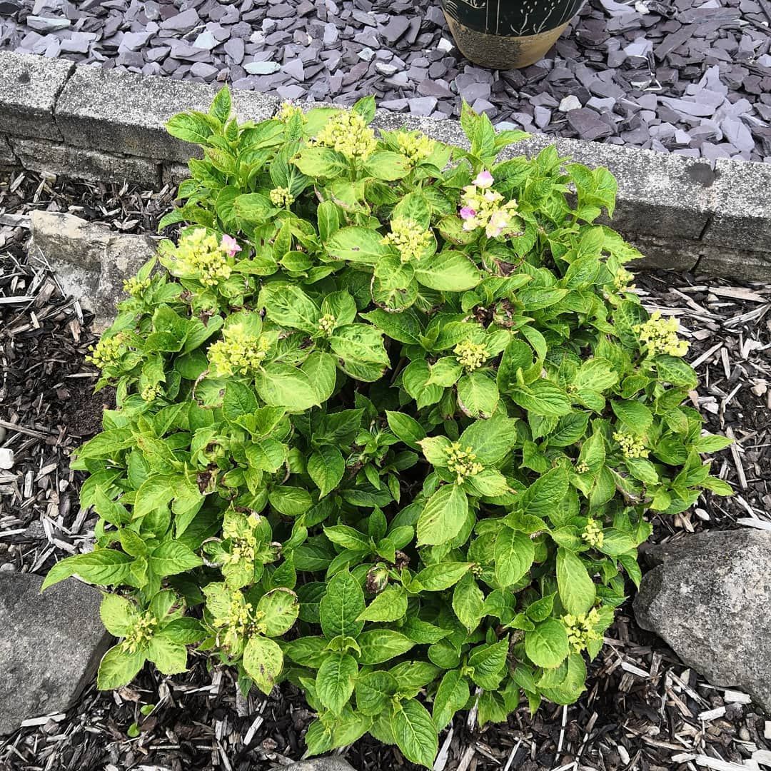 A symbol of gratitude, grace and beauty.