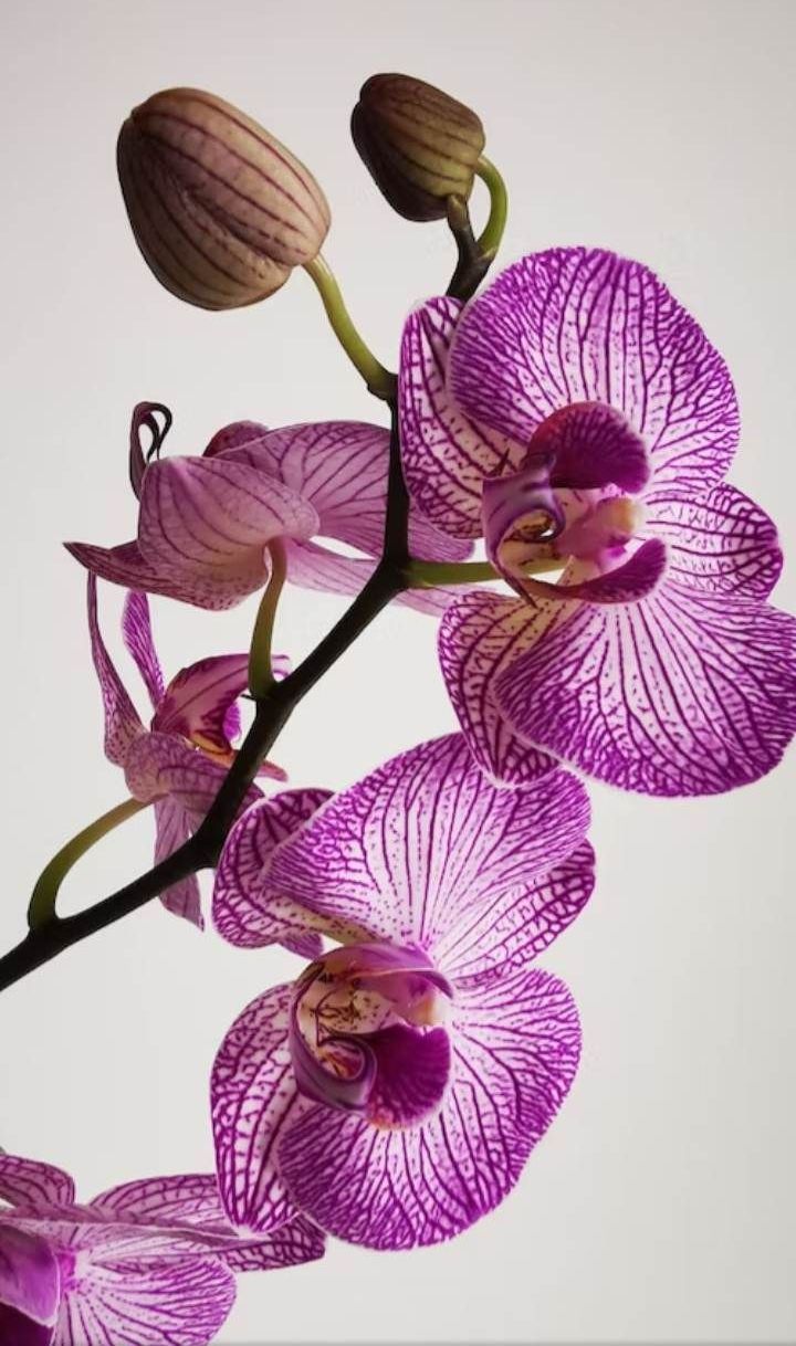 A symbol of love, beauty, refinement, many children, thoughtfulness and mature charm.