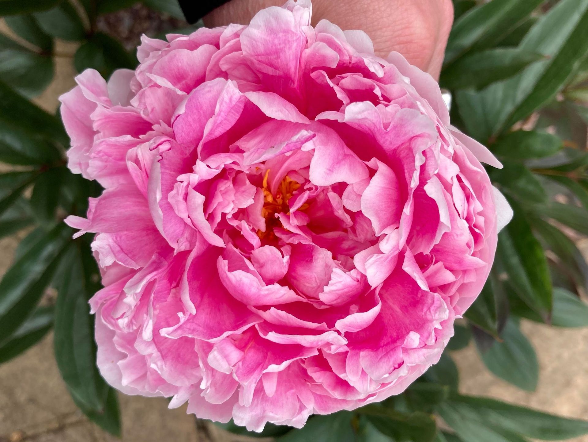 Generally symbolic of love, honor, happiness wealth, romance, and beauty.