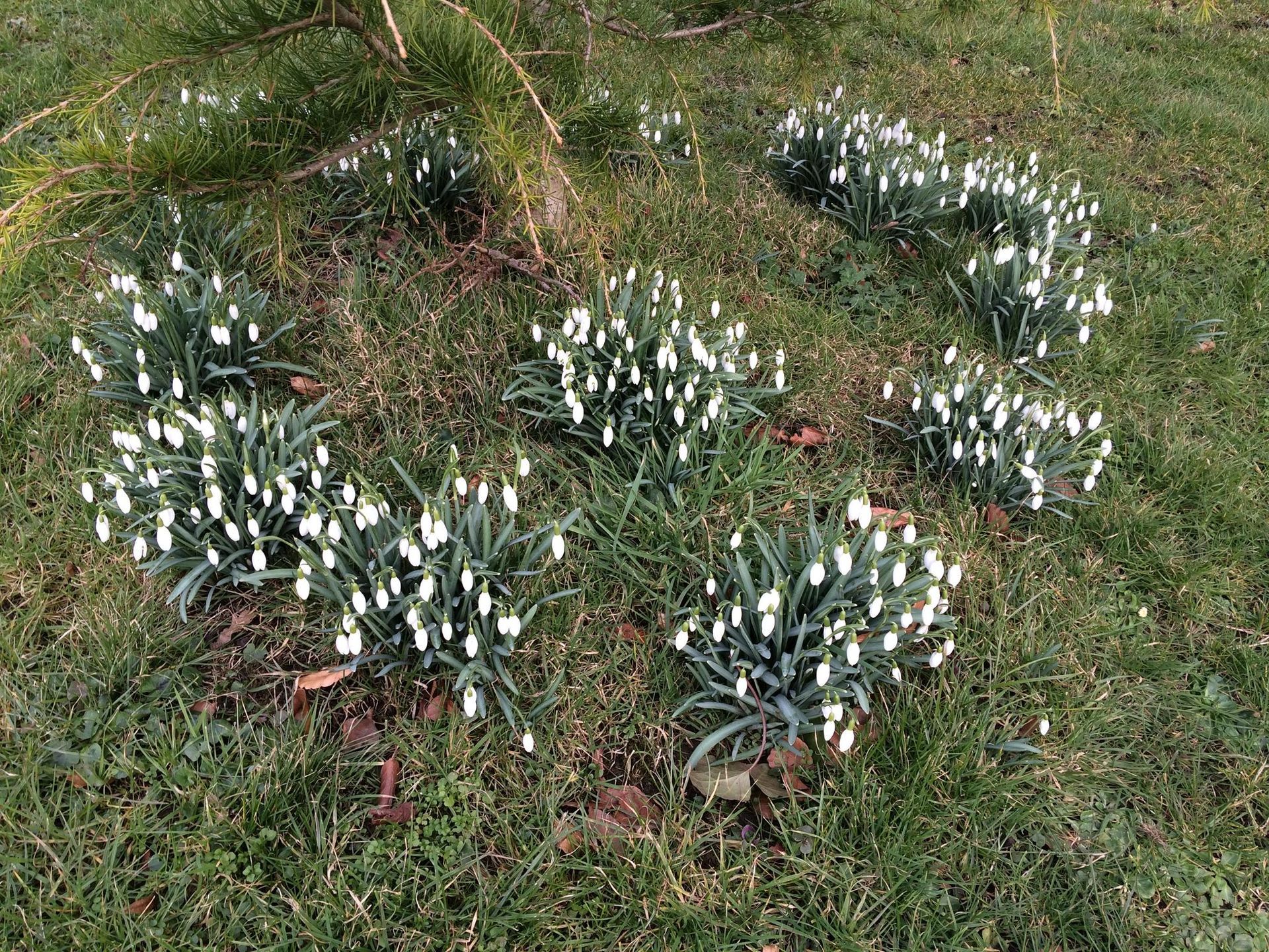 The first flowers of spring, often symbolic of new beginnings, hope, rebirth and overcoming.