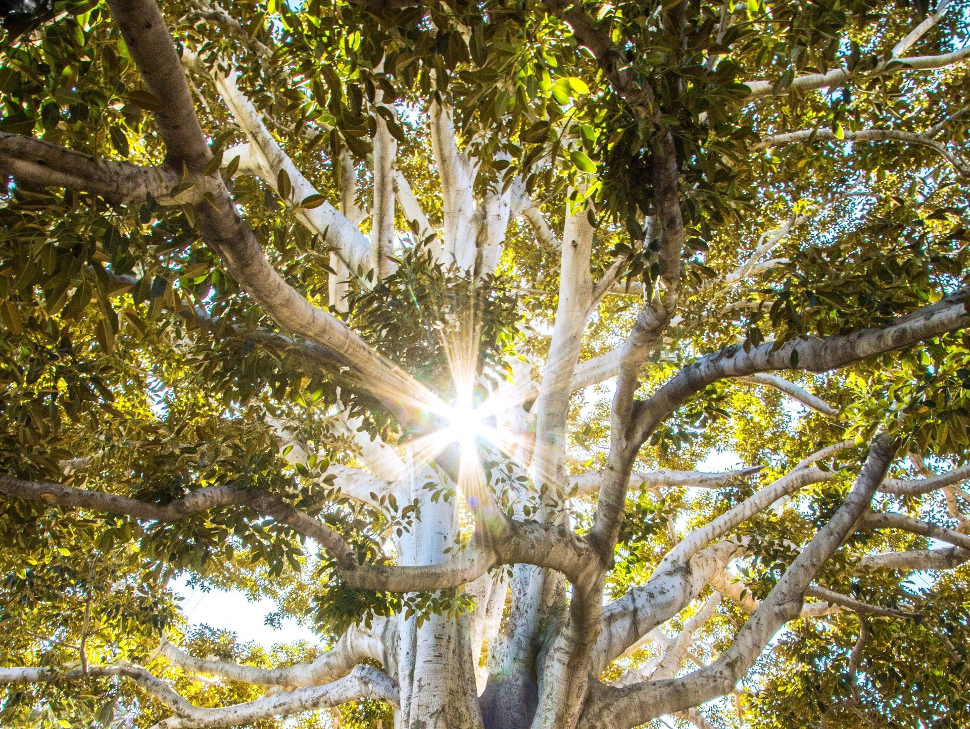 A large tree with light shining through the twisting branches.