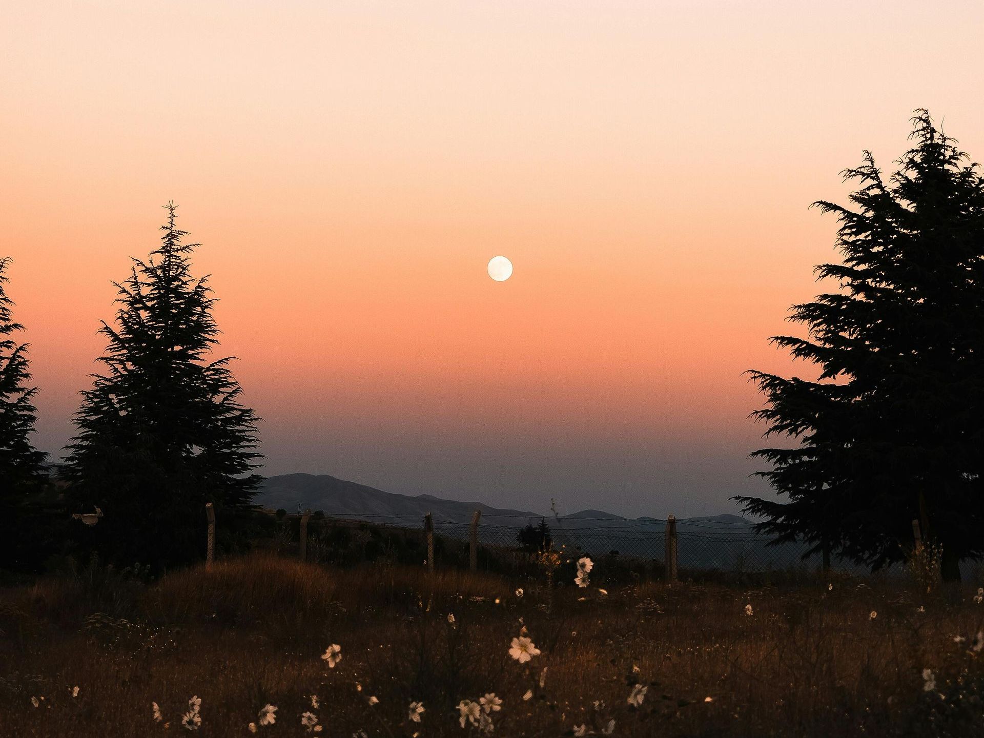 A serene countryside landscape at sunset, with the sky painted in soft gradients of peach and lavender. The full moon hovers low above the horizon. Silhouetted pine trees frame the scene on either side, while wildflowers and dry grasses fill the foreground. Faint mountain ridges stretch across the background beneath a pastel sky dotted with two wispy pink clouds.