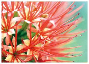 法芮護髮產品淨系列示意圖