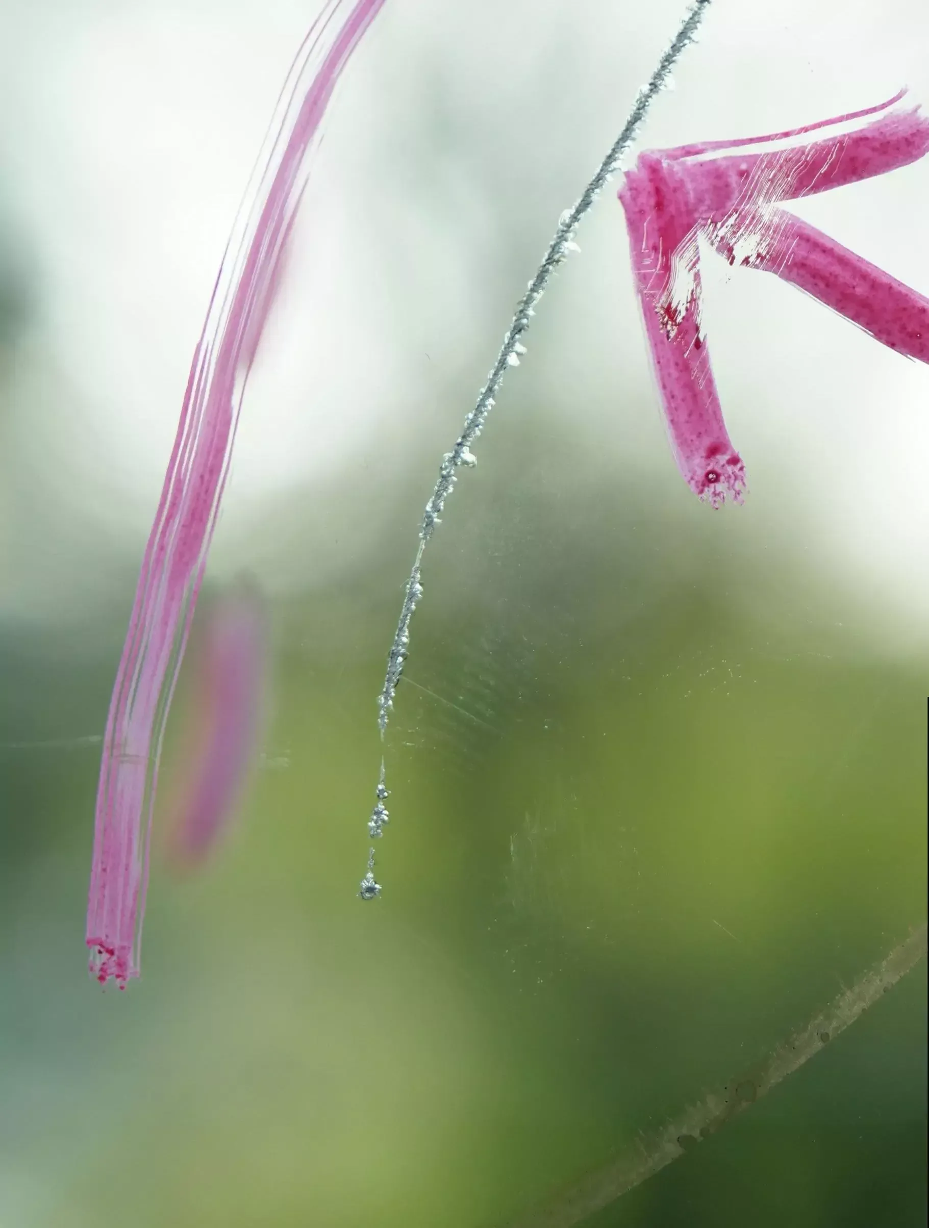 Eine Nahaufnahme einer rosa Blume auf einem Fenster