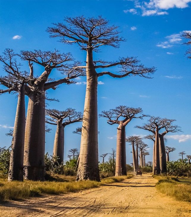 Baobab Trees