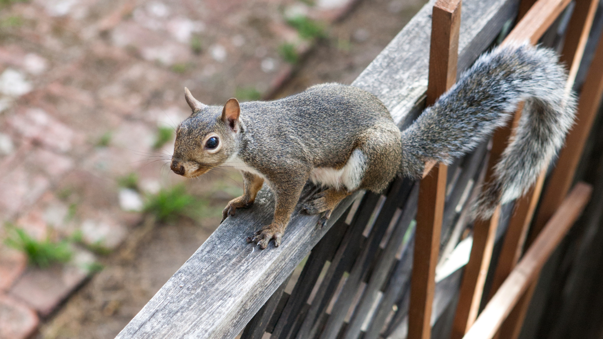 Gray squirrel on a wooden fence, looking forward with its tail curved.