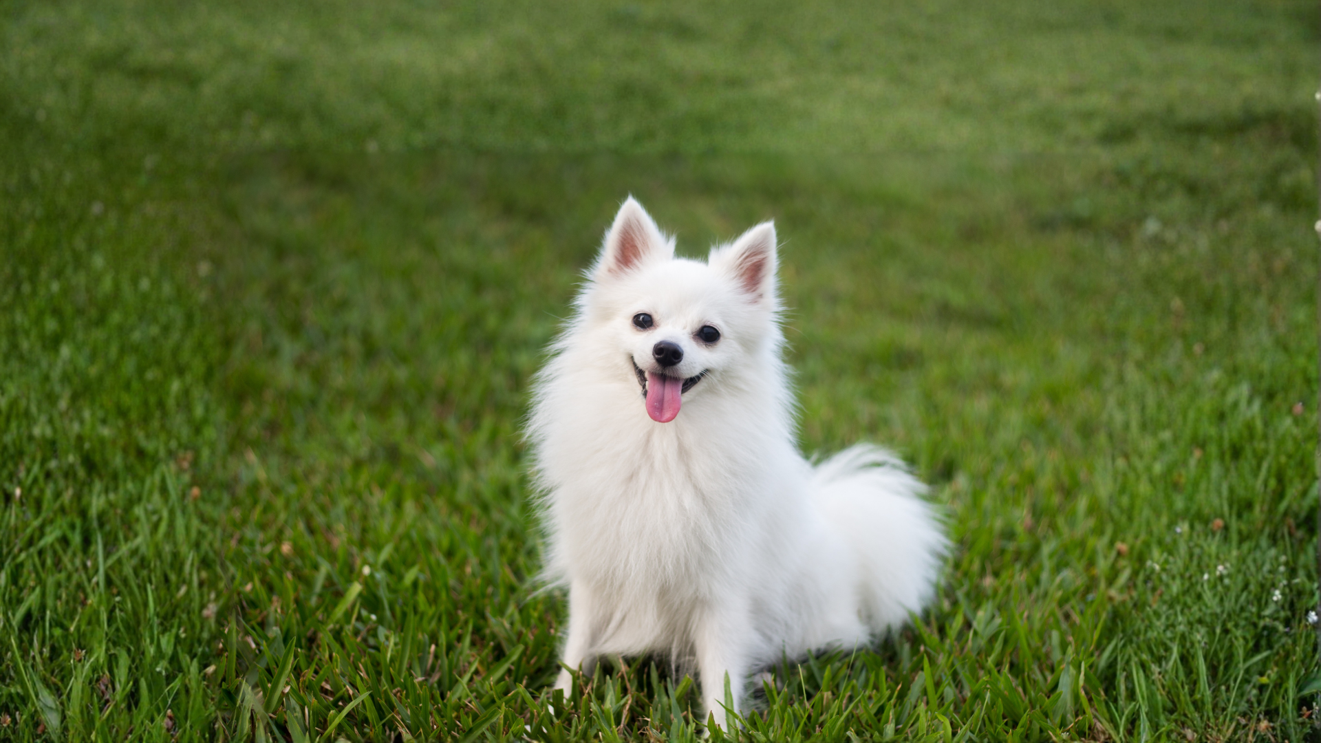 White dog with fluffy fur sitting in green grass, smiling with tongue out.