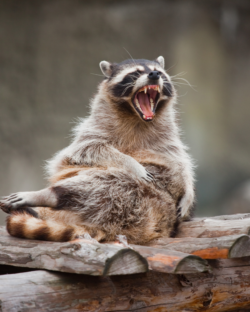 Raccoon with mouth open wide, yawning while sitting on a wooden log.