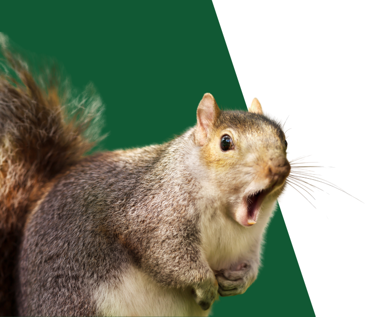 Squirrel with open mouth, against green and white background.
