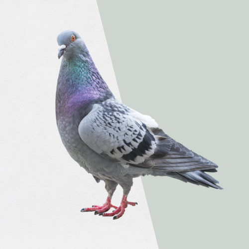 Pigeon with iridescent neck feathers stands on pink feet, against a pale backdrop.