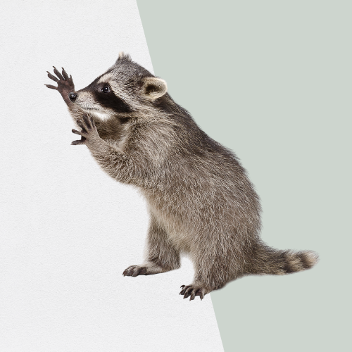Raccoon standing, gray fur, black mask, reaching with paws, on white and green background.