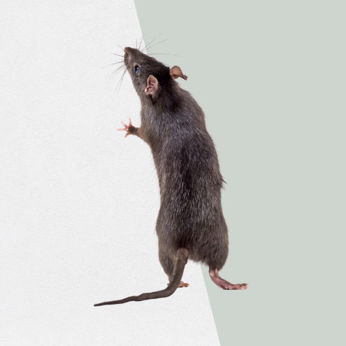 A dark gray rat standing on hind legs, against a white and pale green background.