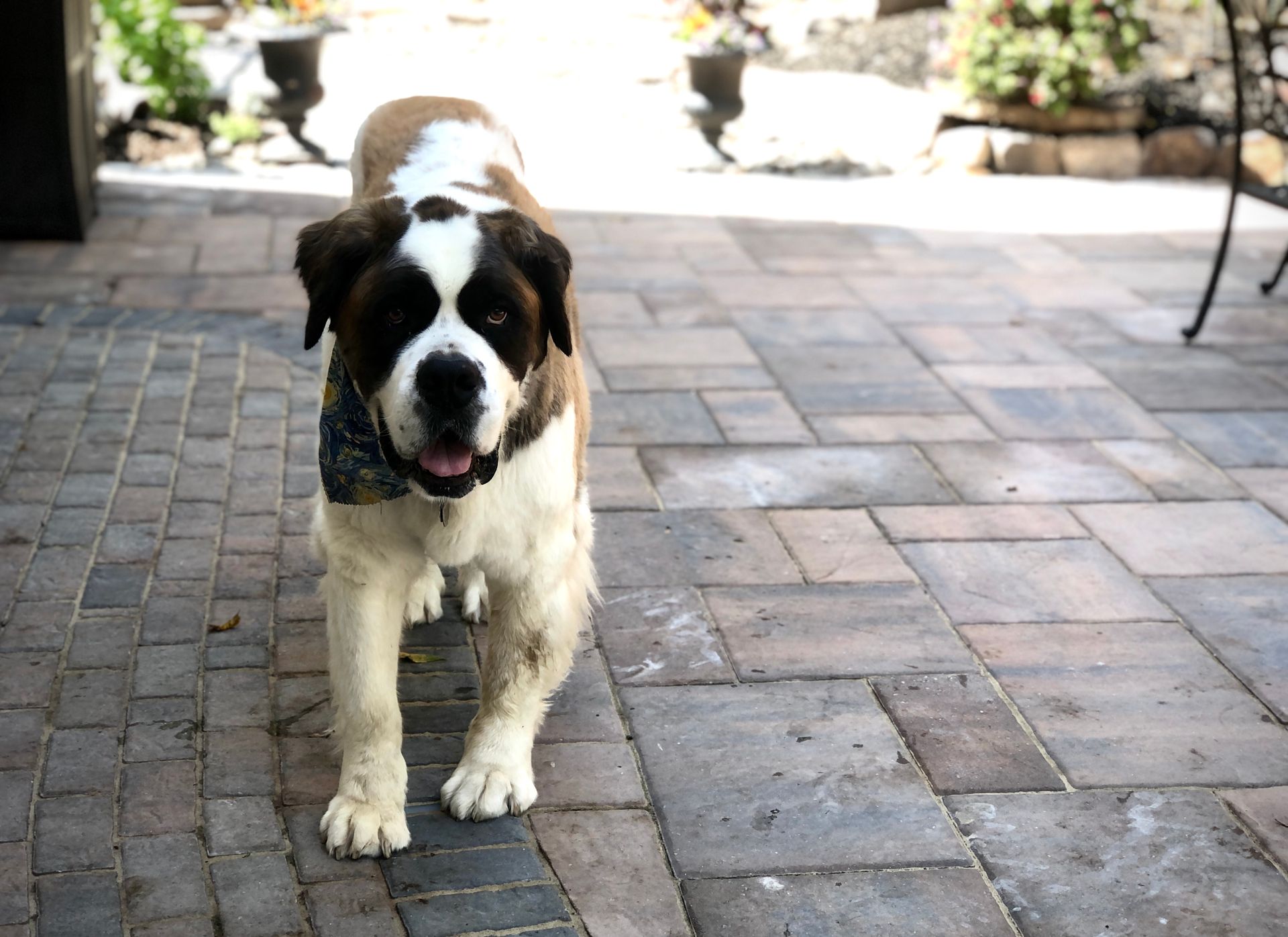 doc livingston the dog during pet-sitting