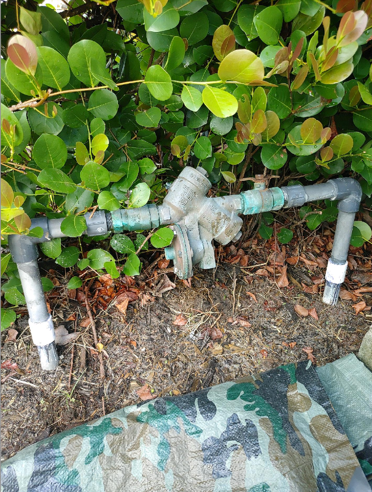 A hose is sitting on the ground next to a bush.