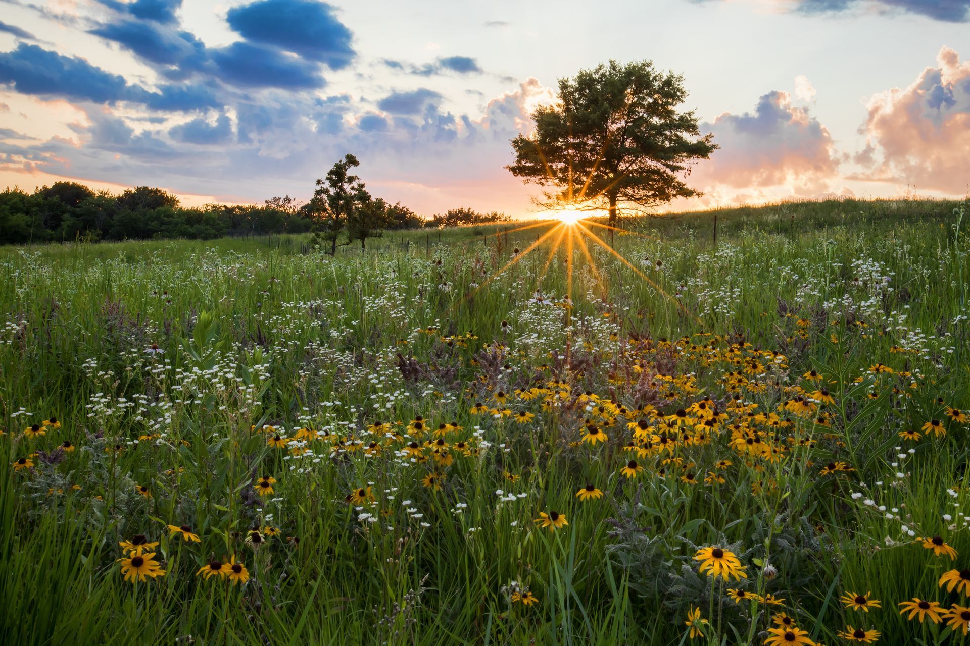 Sunset over a wildflower meadow, sunbeams through a lone tree, blue sky.