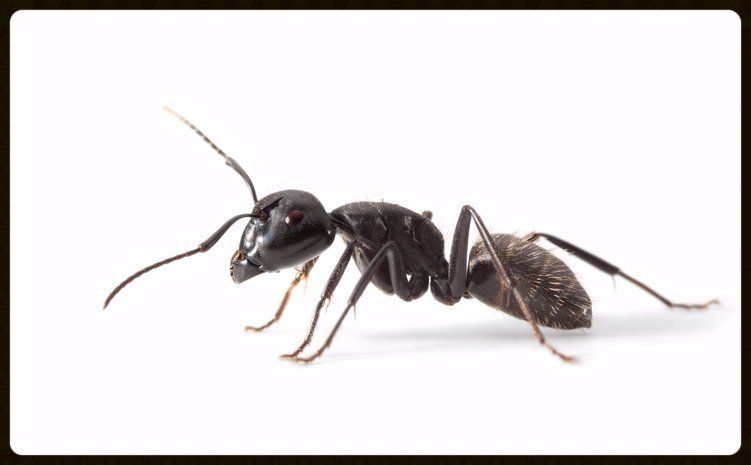 Ant Control in Charlotte & Huntersville, NC