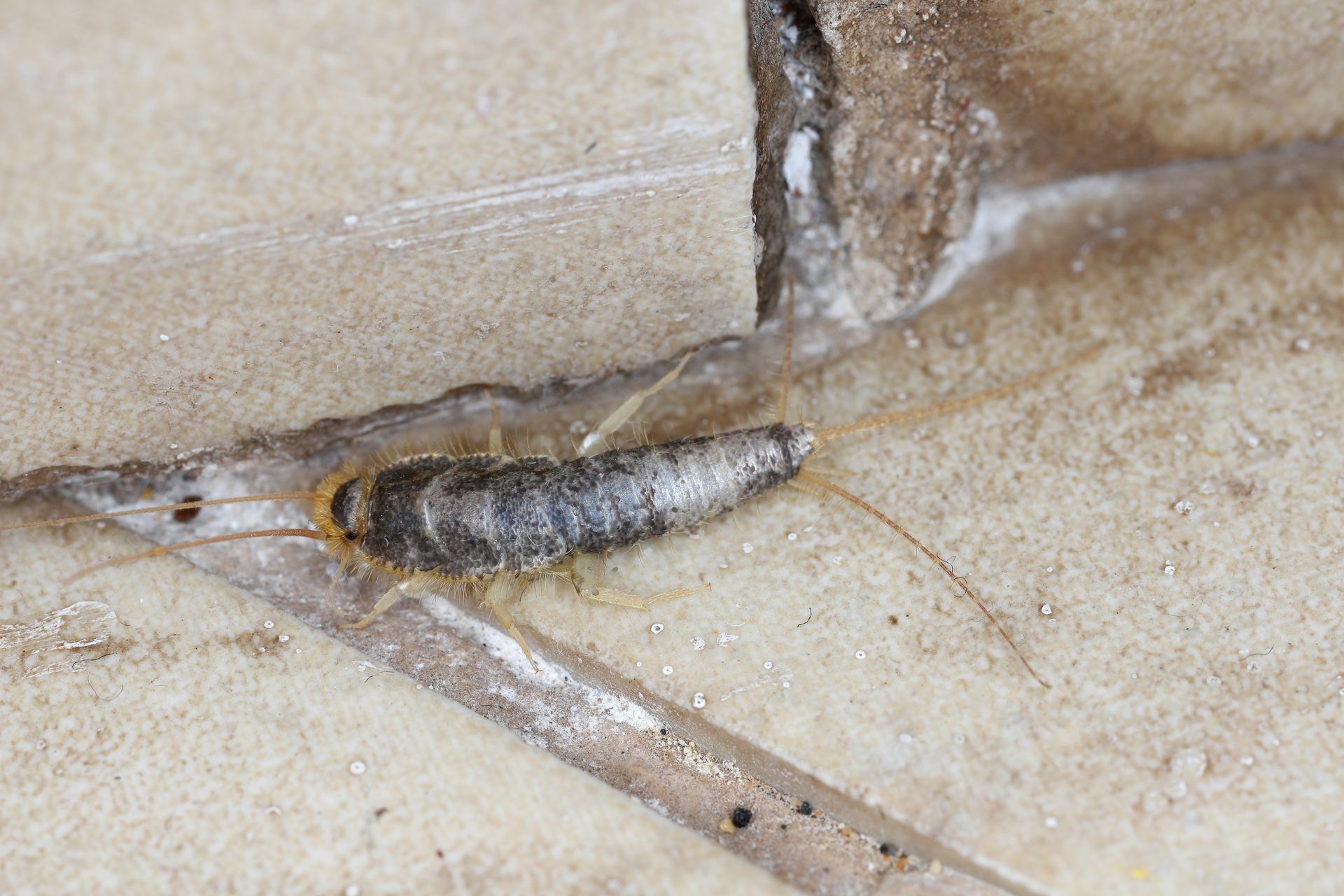 Silverfish Control in Charlotte NC