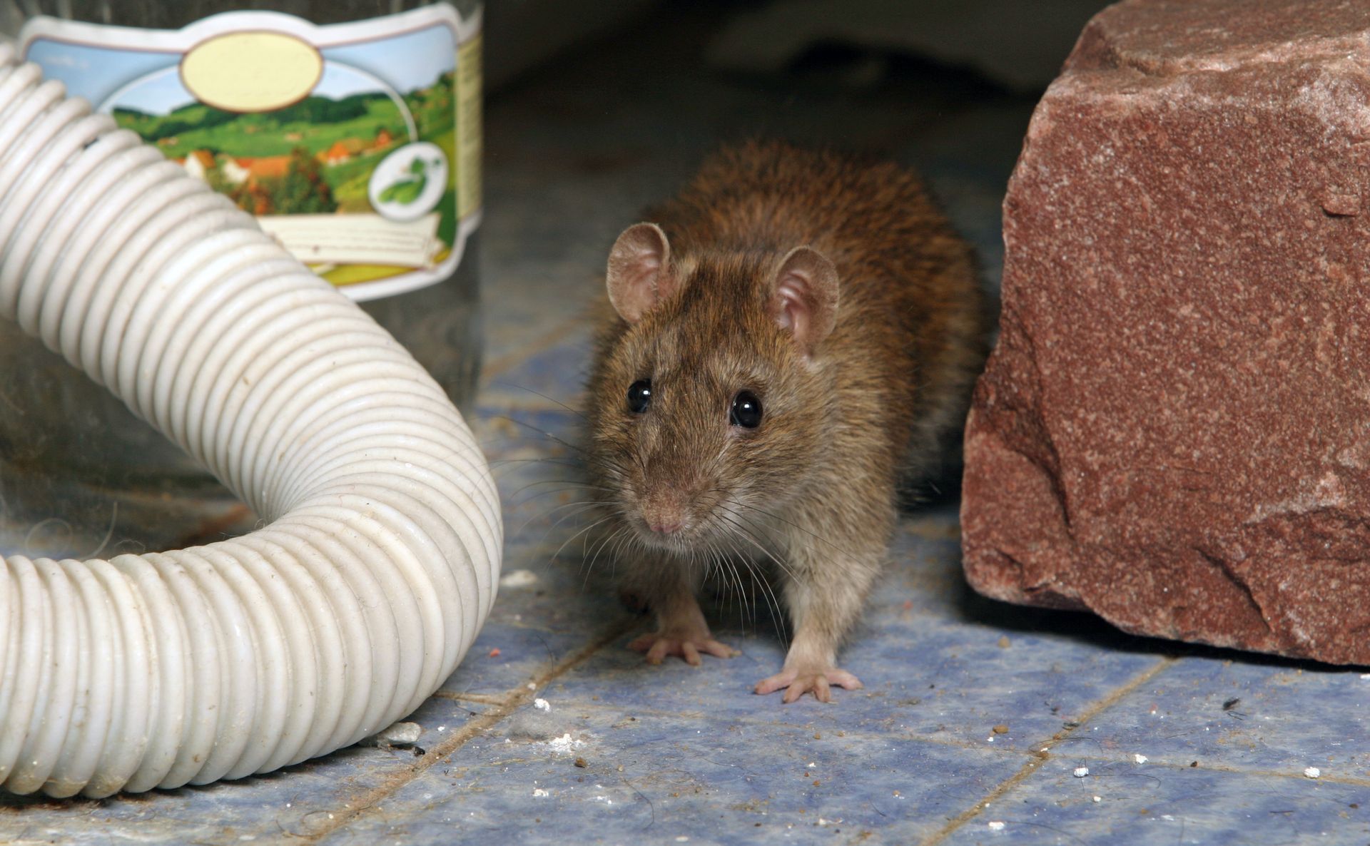 single mouse in house