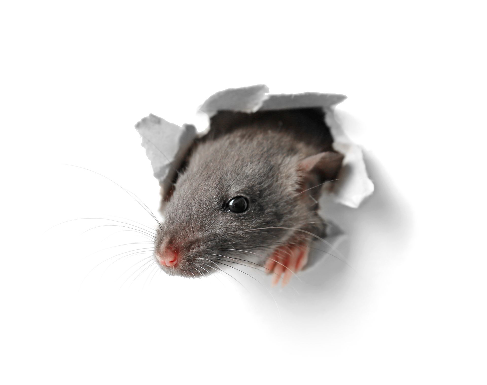 Mouse Exterminator- Charlotte NC